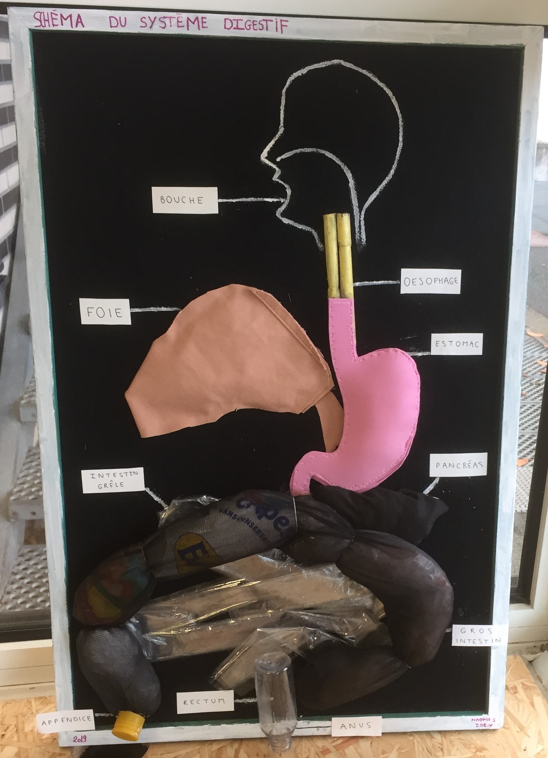 St Au maquette tube digestif